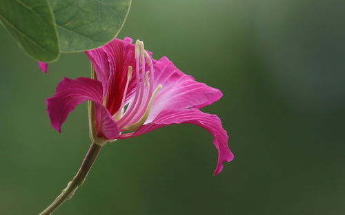 Close-up of pink flower blooming outdoors