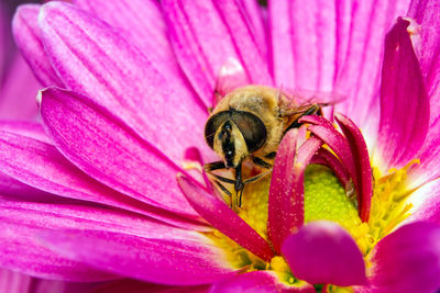 Close-up of insect pollinating on pink flower