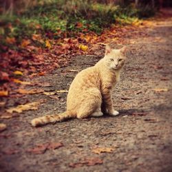 Portrait of cat sitting on road