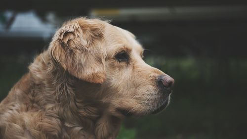 Close-up of golden retriever looking away while sitting outdoors