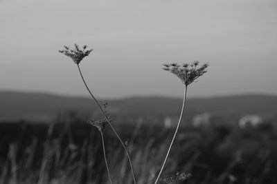 Close-up of flowering plant on field against sky