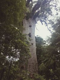 Low angle view of trees in forest against sky