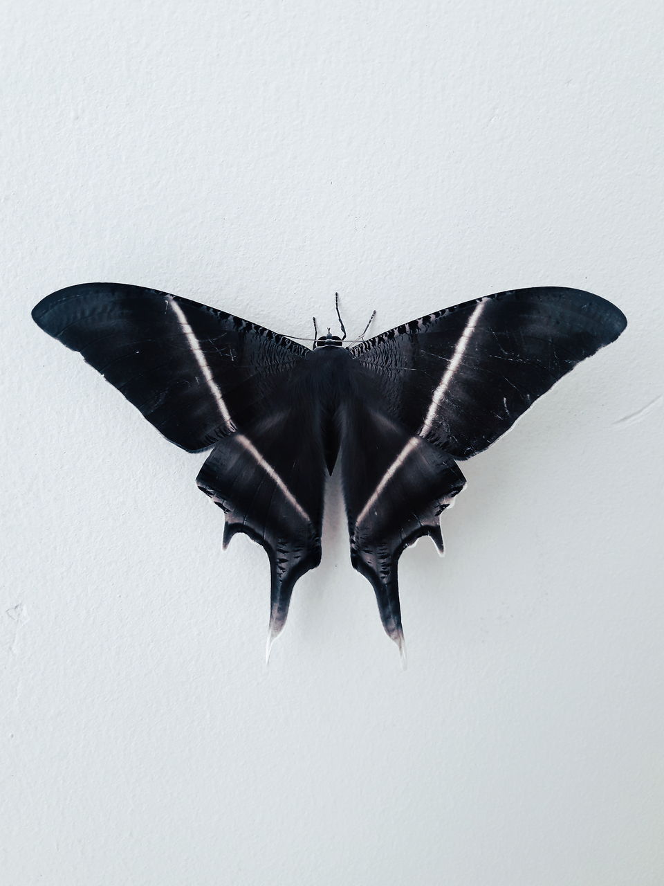 animal, animal themes, wing, flying, no people, one animal, animal wildlife, wildlife, animal body part, bat, butterfly, animal wing, nature, spread wings, black, indoors, mid-air