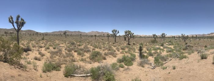 Panoramic shot of plants on desert against clear blue sky