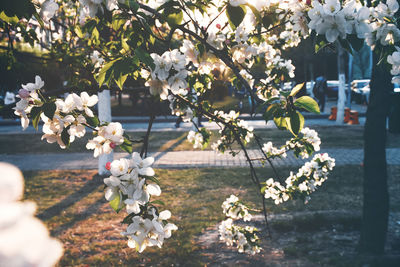 Close-up of white cherry blossoms in spring