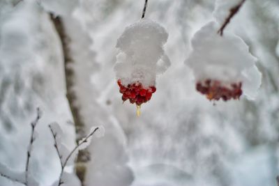 Close-up of red berries on snow covered tree