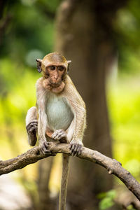 Portrait of monkey sitting on branch