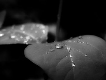 Close-up of water drops on leaf