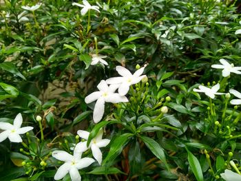 Close-up of white flowering plant