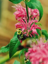 Close-up of bee pollinating on pink flower