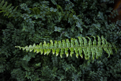 Full frame shot of fresh green plants