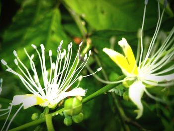 Close-up of flowers