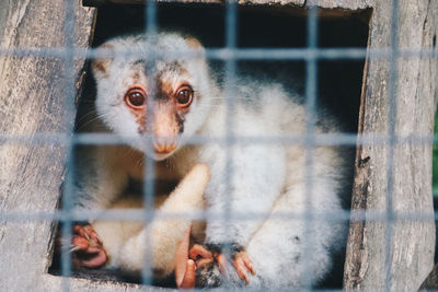 Portrait of monkey in cage