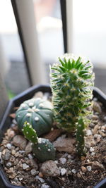 plant