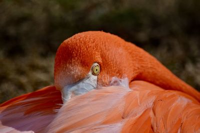 Close up of flamingo