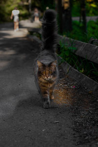 Portrait of cat walking on road