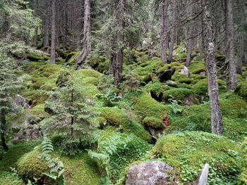 Trees in forest