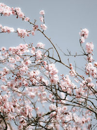 Low angle view of cherry blossoms in spring