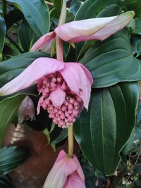 Close-up of pink flowering plant