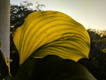 Close-up of yellow day