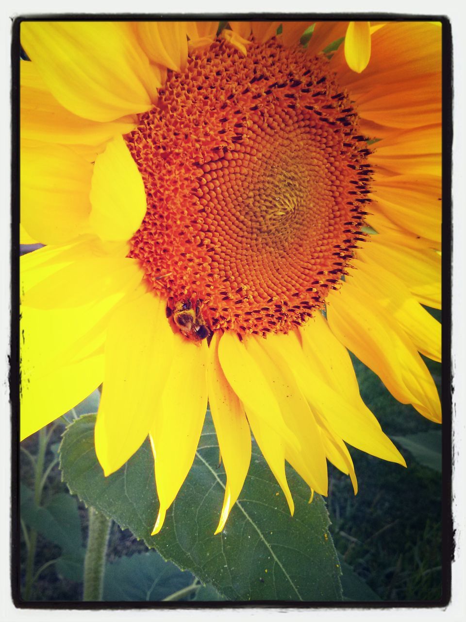 flower, yellow, transfer print, flower head, petal, freshness, fragility, single flower, pollen, auto post production filter, beauty in nature, growth, sunflower, close-up, nature, blooming, stamen, plant, in bloom, outdoors