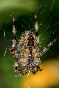 Close-up of spider on web