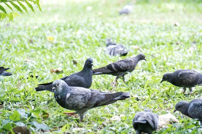 Pigeons on a field