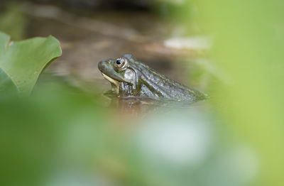 Close-up of frog on leaf