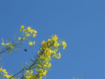 Low angle view of flowers against clear blue sky