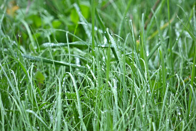 Close-up of wheat growing on field