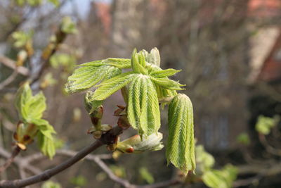 Close-up of flower buds