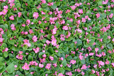 Full frame shot of pink flowering plants