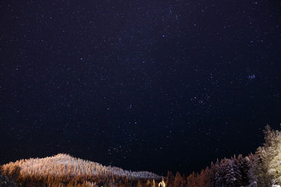 Low angle view of trees against sky at night