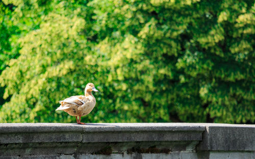 Duck on wall against trees during sunny day