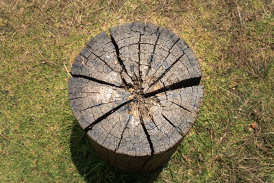 Close-up of tree stump in forest