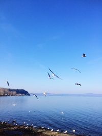 Seagulls flying over sea against blue sky