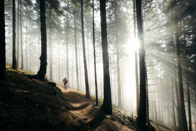 Trees in forest