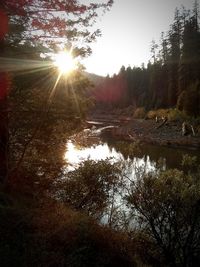 Scenic view of lake in forest against sky at sunset