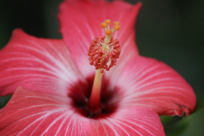 Close-up of red hibiscus flower