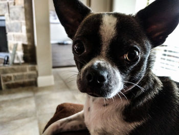 Close-up portrait of dog at home