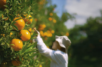 Fruits growing on tree