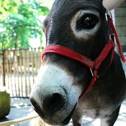 Close-up of donkey standing at zoo