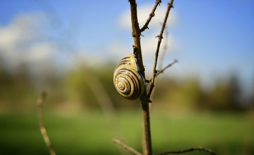 Close-up of snail on twig