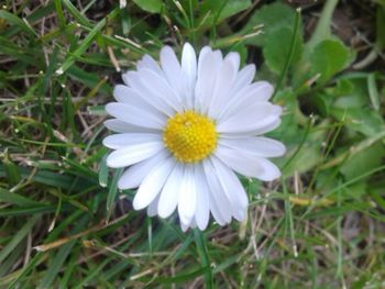 Close-up of white daisy flower