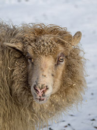 Close-up portrait of a sheep 