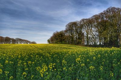 Scenic view of oilseed rape field against sky