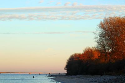 Scenic view of trees against sky during sunset