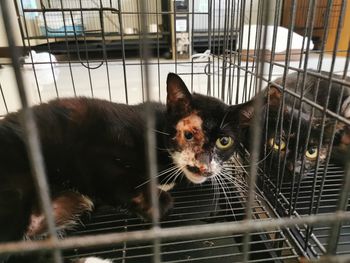 Portrait of kitten in cage