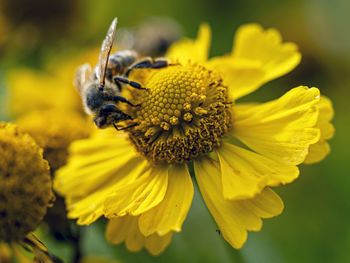Close-up of insect on yellow flower