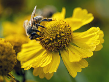 Honey bee gathering pollen on a yellow helenium sneezeweed flower in a garden